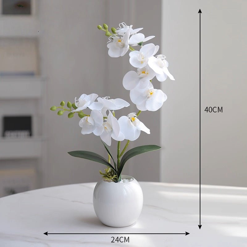 Phalaenopsis decoration - Small Beauty