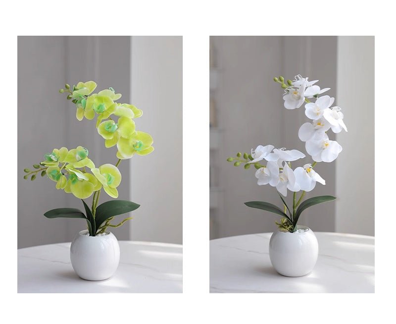 Phalaenopsis decoration - Small Beauty