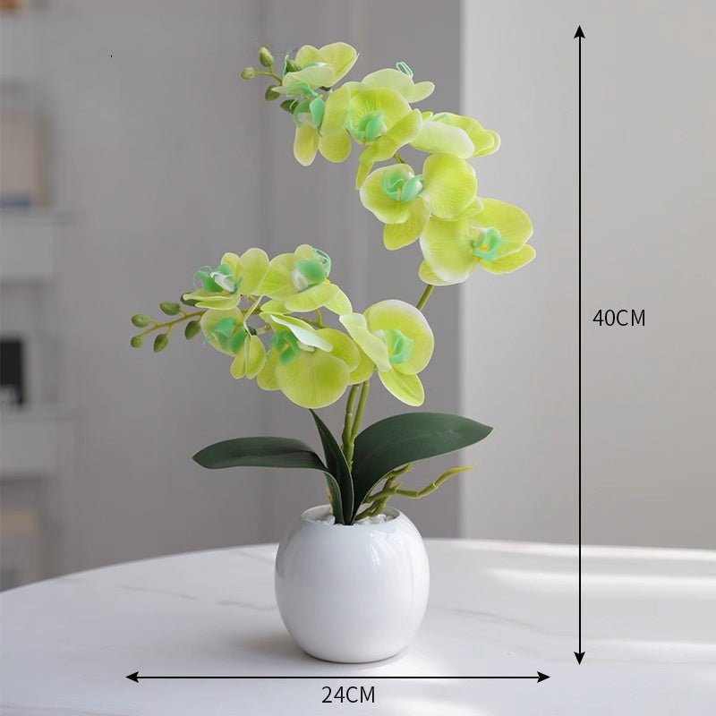 Phalaenopsis decoration - Small Beauty