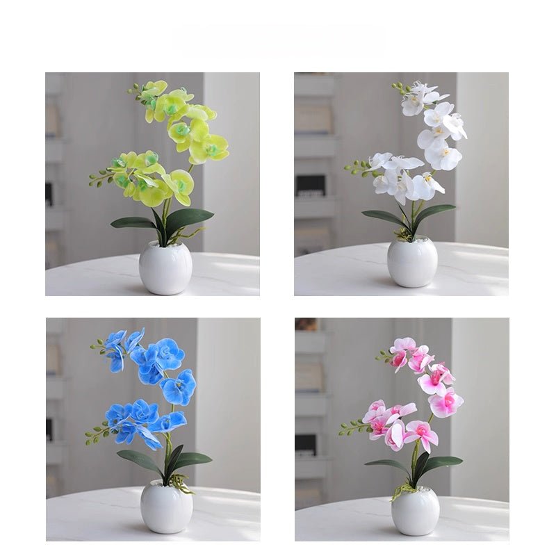 Phalaenopsis decoration - Small Beauty