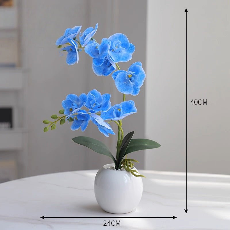 Phalaenopsis decoration - Small Beauty