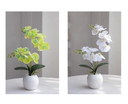 Phalaenopsis decoration - Small Beauty