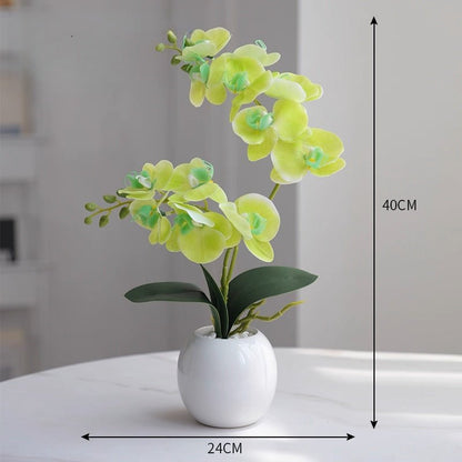 Phalaenopsis decoration - Small Beauty