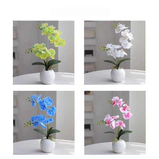 Phalaenopsis decoration - Small Beauty