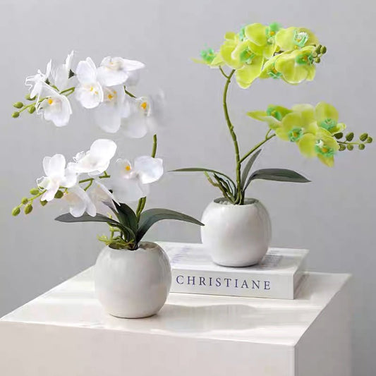 Phalaenopsis decoration - Small Beauty